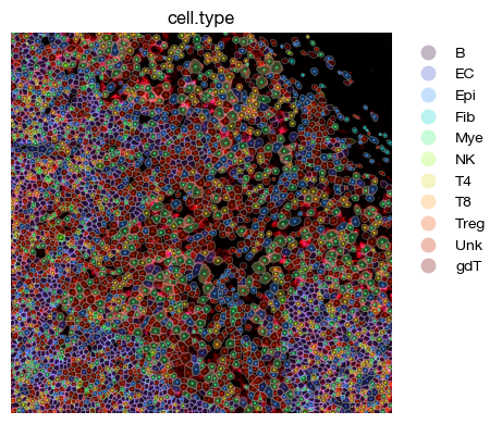 ../_images/spatial_d1-clustering-annotation_33_0.png
